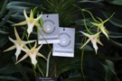 Angraecum sesquipedale SM